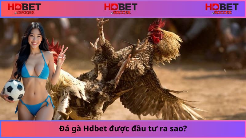 Đá gà Hdbet được đầu tư ra sao?